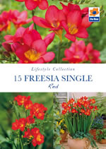Freesia Single Red Lifestyle Collection Bulbs
