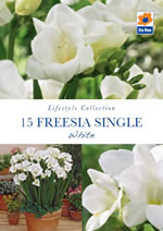Freesia Single White Lifestyle Collection Bulbs