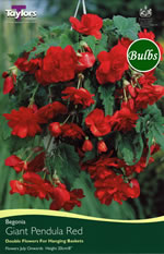 Red Giant Pendula Begonia Bulb