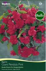Pink Giant Pendula Begonia Bulb