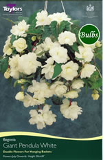 White Giant Pendula Begonia Bulb