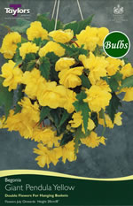 Yellow Giant Pendula Begonia Bulb