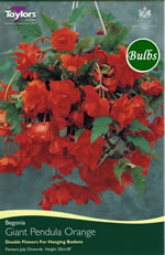 Orange Giant Pendula Begonia Bulb