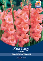Gladioli Applause Xtra Large Bulbs