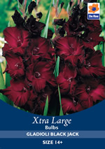 Gladioli Black Jack Xtra Large Bulbs