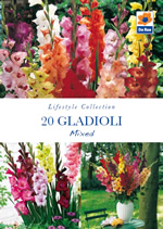 Gladioli Mixed Lifestyle Collection Bulbs