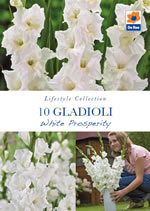 Gladioli White Prosperity Lifestyle Collection Bulbs