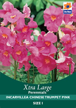 Incarvillea Chinese Trumpet Pink Xtra Large Bulbs