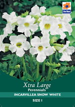Incarvillea Snow White  Xtra Large Bulbs