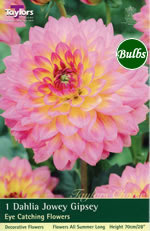 Jowey Gypsey-Exhibition Dahlia Tuber