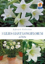 Lilies Giant Longiflorum White Lifestyle Collection Bulbs