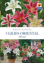 Lilies Oriental Mixed Lifestyle Collection Bulbs
