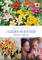 Lilies Scented Asiatic Mixed  Lifestyle Collection Bulbs