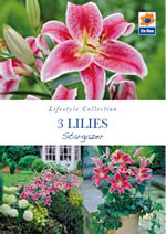 Lilies Stargazer Lifestyle Collection Bulbs