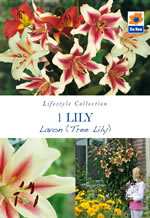 Lilies Lavon (Tree Lily) Lifestyle Collection Bulbs
