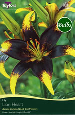 Lion Heart Asiatic Lily Bulb