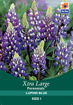 Lupins Blue Xtra Large Bulbs