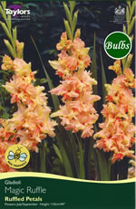 Magic Ruffle Gladioli Bulbs