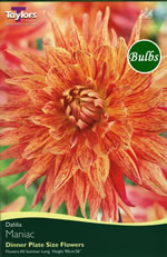 Maniac Dahlia Bulbs