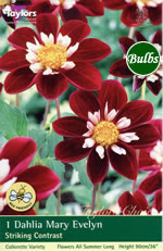 Mary Evelyn Dahlia Tuber
