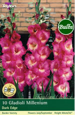 Millennium Gladioli Bulb