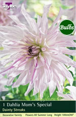Moms Special Dahlia Bulbs