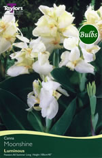 Moonshine - Canna Bulb