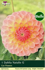 Natalie G Dahlia Bulbs
