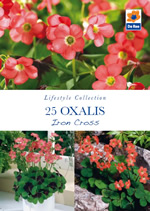 Oxalis Iron Cross Lifestyle Collection Bulbs