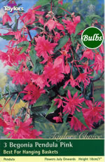 Pink Pendula Begonia Bulb