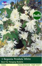 White Pendula Begonia Bulb