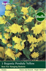 Yellow Pendula Begonia Bulb