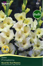 Primadonna Gladioli Bulbs