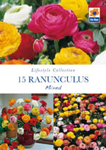 Ranunculus Mixed Lifestyle Collection Bulbs