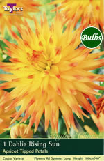 Rising Sun Dahlia Bulbs