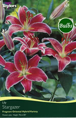 Stargazer-Oriental Lily Bulb