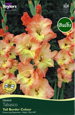 Tabasco Gladioli Bulbs