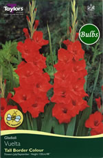 Vuelta Gladioli Bulbs