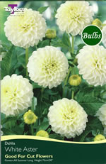 White Aster - Pompon Dahlia