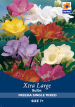 Freesia Single Mixed Xtra Large Bulbs