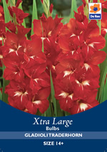 Gladioli Traderhorn Xtra Large Bulbs