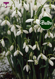 Elwesii - Snowdrops Bulb
