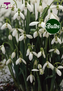 Elwesii - Snowdrops Bulb