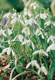 Snowdrops Single Lifestyle Collection Bulbs