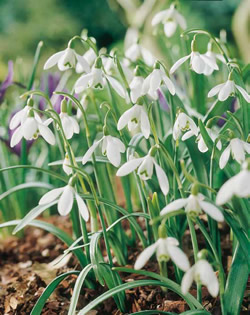 Snowdrops Single Lifestyle Collection Bulbs