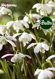 Nivalis Flore Pleno - Snowdrop Bulb