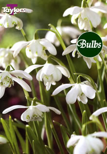 Nivalis Flore Pleno - Snowdrop Bulb