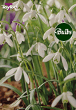 Nivalis - Snowdrops Bulb