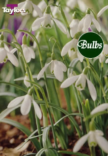 Nivalis - Snowdrops Bulb