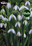 Nivalis Woodland - Snowdrop Bulb